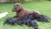 Labrador šteniatka