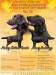 Flat Coated Retriever s PP