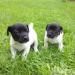 Štěňata Jack Russell Terier