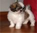 shitzu, šicu, shihtzu, shi-tzu,