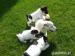Jack Russell terríér