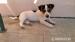 Jack russel terier - posledný psík:-) 