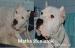 Argentinska doga Dogo Argentino