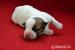 Jack Russell Teriér - štěňátka