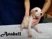 American Pitbull Terrier - štěňátka na prodej