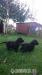 Pes,Briard