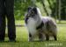 Sheltie, shetland sheepdog, šeltia