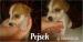 Jack Russell Teriér bez PP