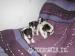 jack russell terier