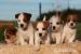 jack russell terrier s PP