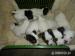 jack russel trikolor
