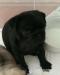 Mops