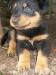 šteniatka beauceron