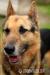 Pies do adopcji