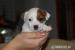 Jack Russel teriér - hladký vrh s PP