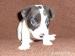 Prodám štěňátka Jack Russel Terrier 