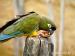 Papagáj patagónsky - samica