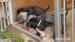 Bandog