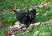 Flat coated retriever s PP