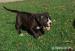 EXTREM PITBULL XXL!