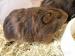 Morče sameček