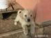 Kríženec Hovawarta a Labradora