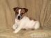 JACK RUSSELL TERIER ŠTĚŇATA