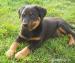 šteniatka beauceron