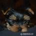 Yorkshire terrier s PP 