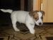 Jack Russel Terier