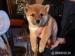 Shiba-inu