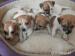 Jack Russel Terier