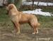 Zlatý retriever