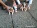 jack russel