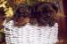 Yorkshire terrier bez PP 