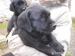 Štěňata Labradorského retrivra- nabízím