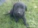 Labrador