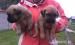 predam steniatka cane corso