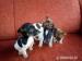 jack russell terier