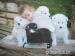 samojed štěňata