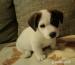 Jack Russell