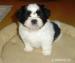 Štěňátko Shih-tzu