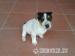 Jack Russell teriér - fenka