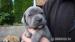 Bandog