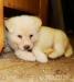 Akita inu 