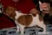 Jack Russel teriér - hladký vrh s PP