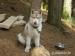 Sibiřský Husky
