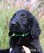 Flat Coated Retriever s PP