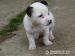 Jack Russell Teriér -predám fenku