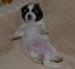 Coton de tulear